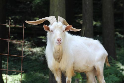 goat animal zoo