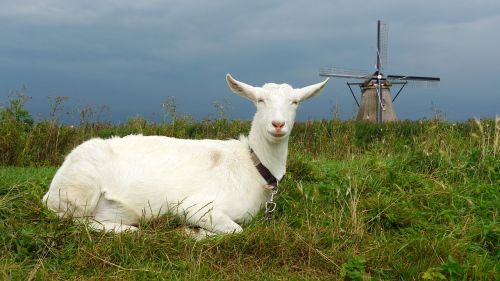 goat mill kinderdijk