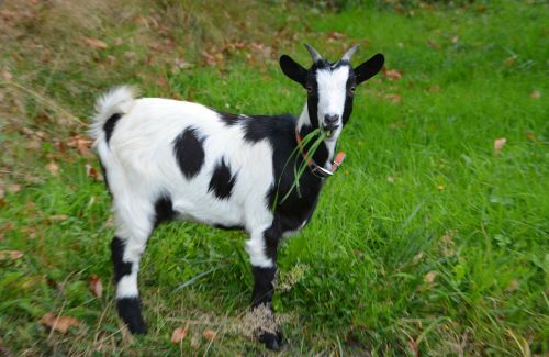 goat young goat black white