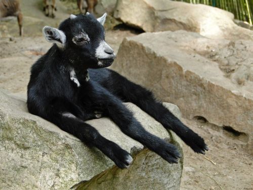 goat kid animal
