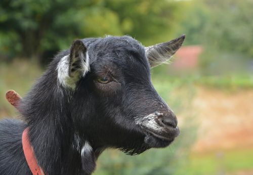goat portrait profile black white