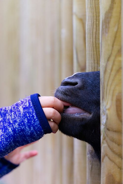 goat feeding feed