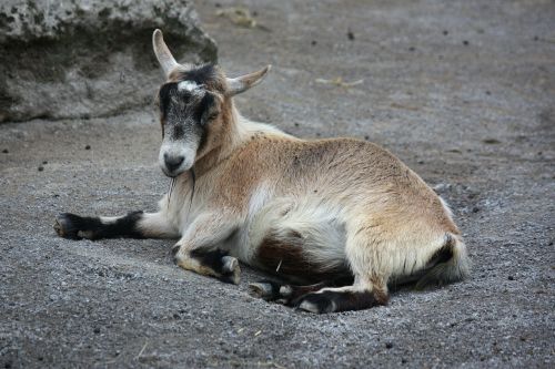 goat horn brown