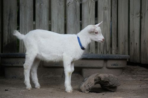 goat white animal