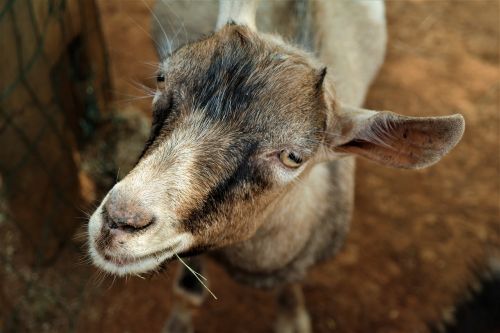 goat portrait livestock