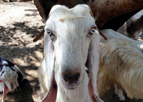 goat animal face