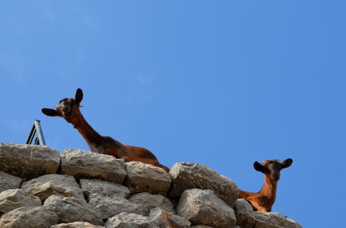 goat climb livestock