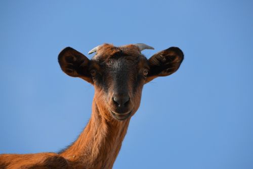 goat livestock animal