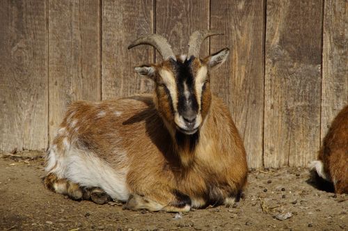 goat farm bock