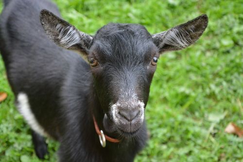 goat young goat kid