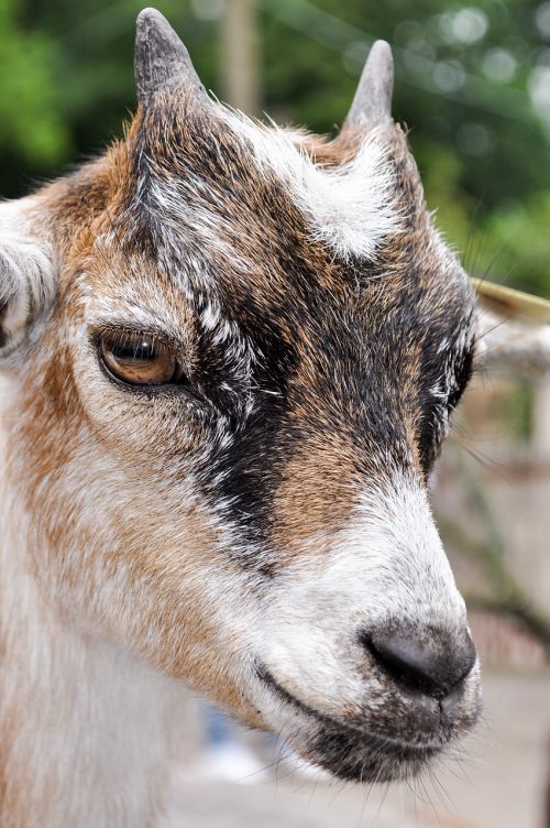 goat bock horns