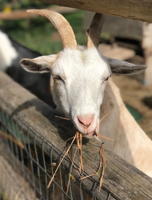 goat farm white goat