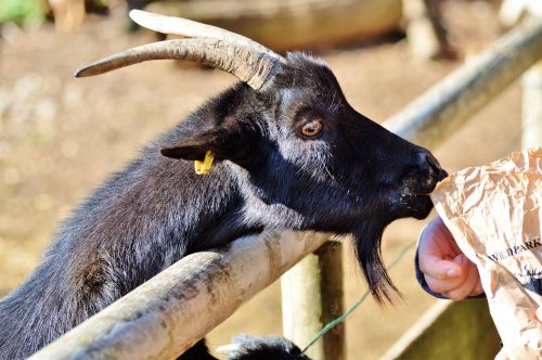 goat wild goat horns