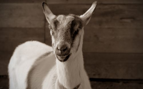 goat livestock animal