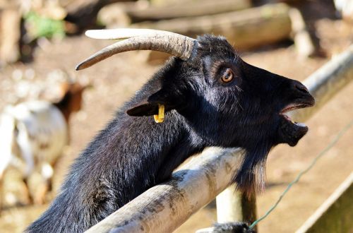 goat livestock billy goat