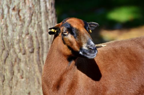 goat livestock billy goat