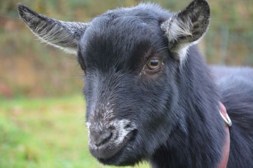 goat black white nature