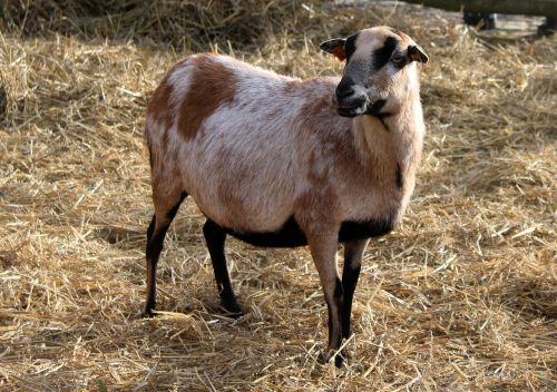 goat farm animals kennel