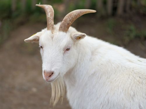 goat goatee nature