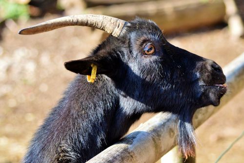 goat goat's head horns