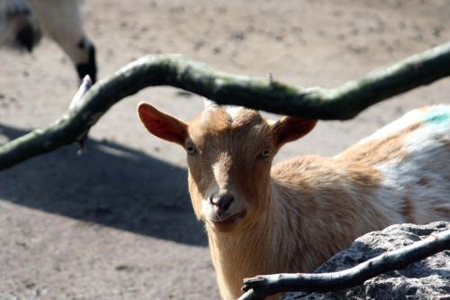 goat mammal nature