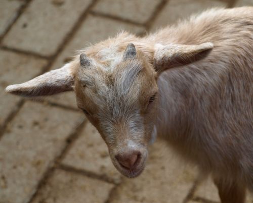 goat horns animal