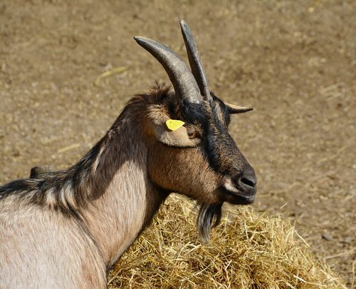 goat  domestic goat  mammal