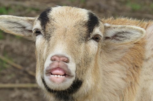 goat  portrait  close up