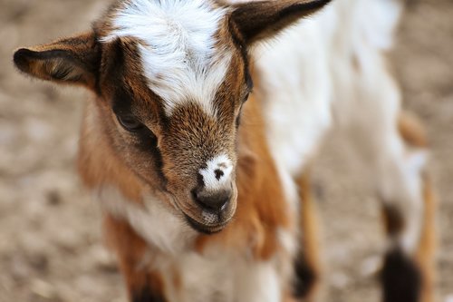 goat  young animals  playful