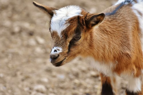 goat  young animals  playful