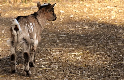 goat  young animals  playful