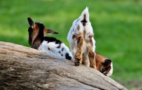 goat  young animals  playful