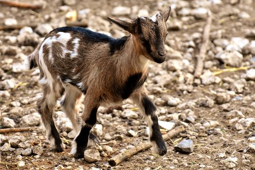 goat  young animals  playful