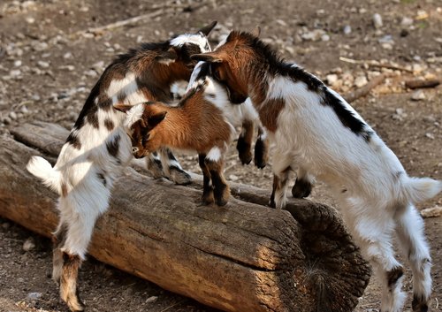 goat  young animals  playful