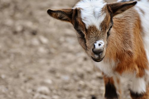 goat  young animals  playful