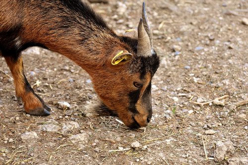 goat  animal  horns