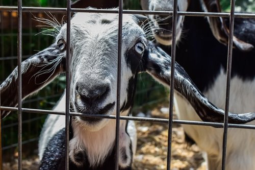 goat  eyes  curiosity