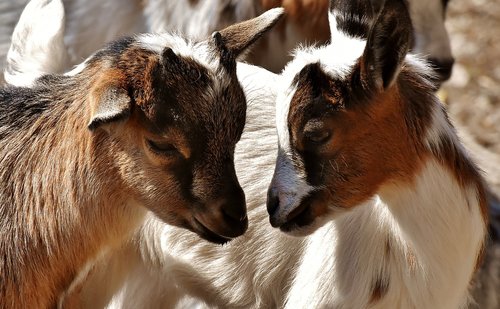 goat  young animals  playful