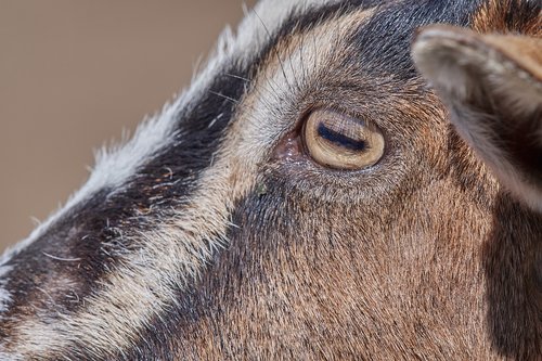 goat  eye  mammal