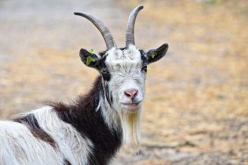 goat  domestic goat  animal