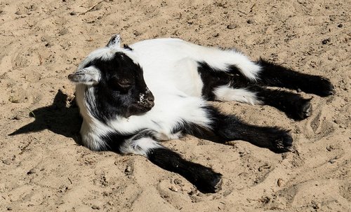 goat  young animal  animal world