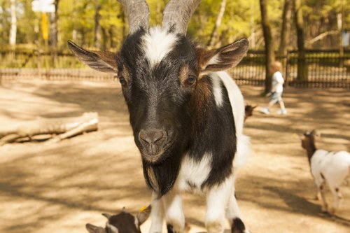 goat  zoo  nature