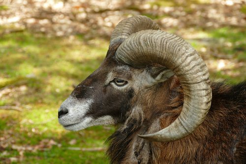 goat  ram  horns