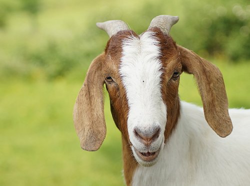 goat  close up  white