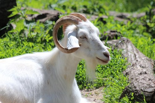 goat  white goat  animal