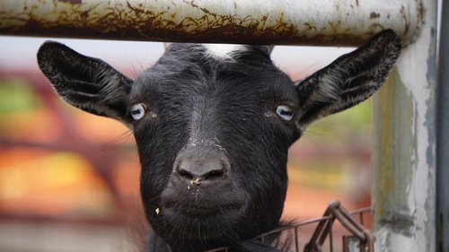 goat  goats  face