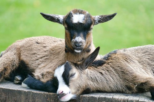 goat  animals  lambs