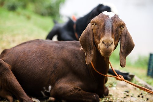 goat  funny  animal