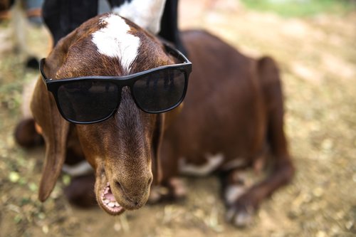 goat  funny  animal