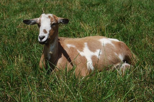 goat  grass  rest